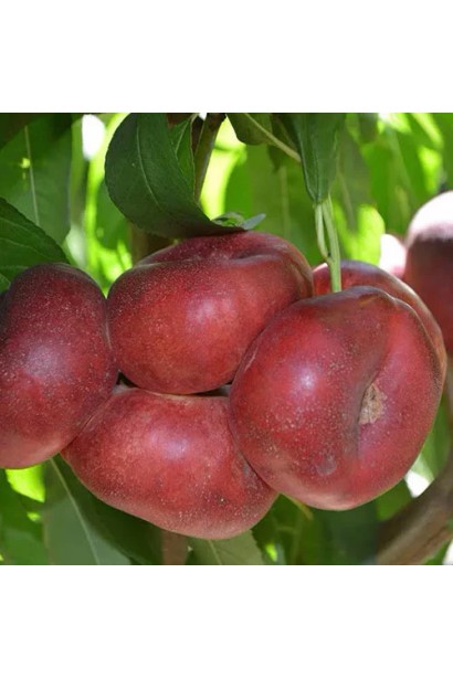 Дозрілий нектарин Conzettina на дереві в саду